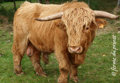 boeuf highlanf cattle