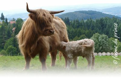 vache highland cattle et son veau