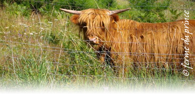 highland dans ses paturages