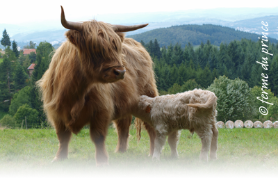 Photo d'une vache Highland et son veau à la ferme du Prince